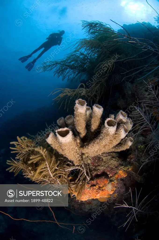 Diver and branching vase sponge (Callyspongia vaginalis).  Curacao, Netherlands Antilles.