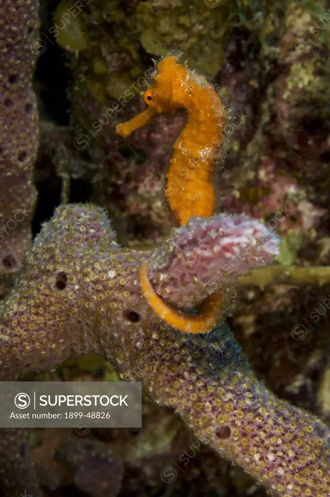 Longsnout seahorse (Hippocampus reidi). Curacao, Netherlands Antilles.