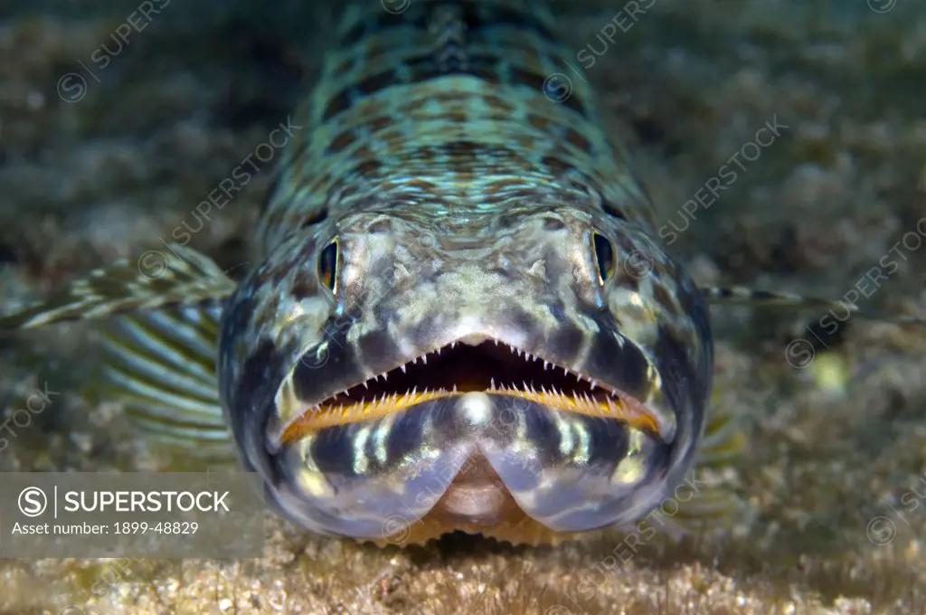Close-up face shot of sand diver fish (Synodus intermedius). Curacao, Netherlands Antilles.