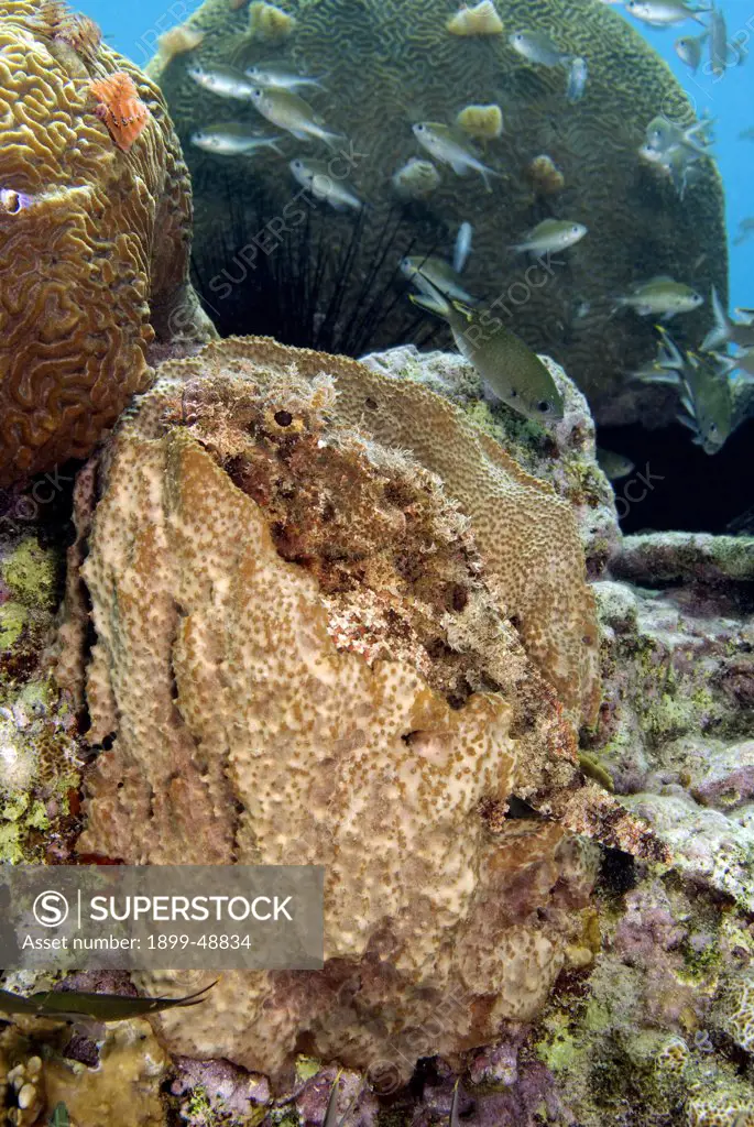 Camouflaged spotted scorpionfish (Scorpaena plumieri) in netted barrel sponge (Verongula gigantea). Curacao, Netherlands Antilles.