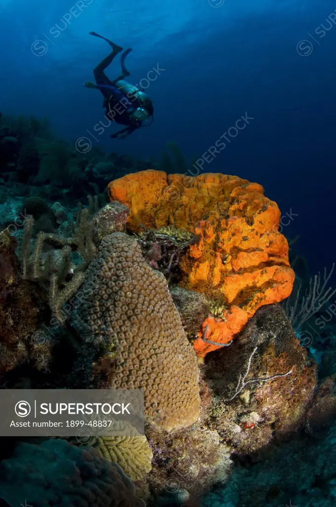 Diver overloooking large orange elephant ear sponge (Agelas clathrodes). Curacao, Netherlands Antilles.