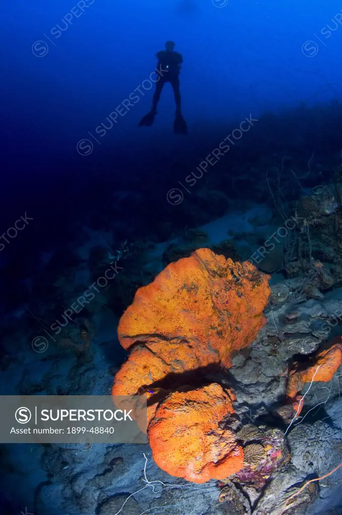 Diver overlooking orange elephant ear sponge (Agelas clathrodes). Curacao, Netherlands Antilles