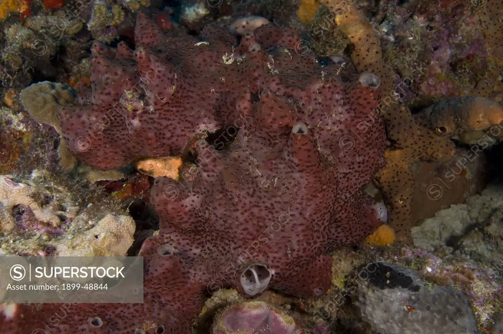 Dark volcano sponge (Calyx podatypa). Curacao, Netherlands Antilles.