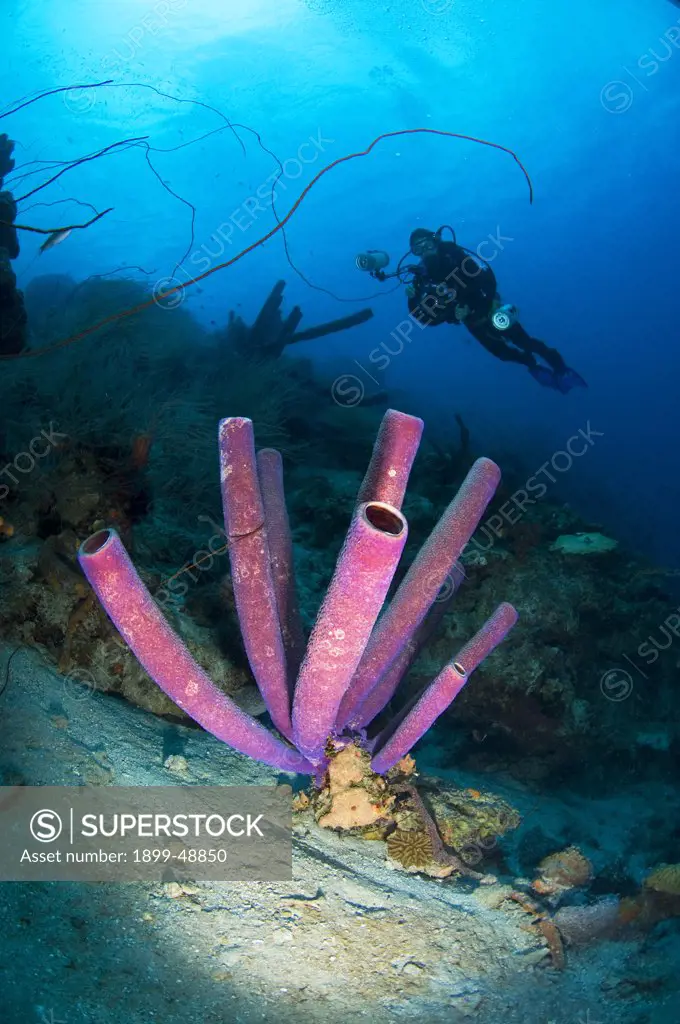 Diver overlooking stove pipe sponge (Aplysina archeri). Curacao, Netherlands Antilles.