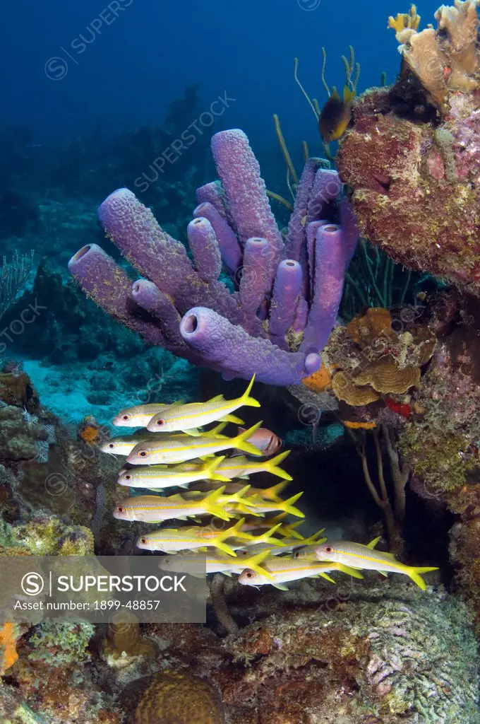 Stove pipe sponge (Aplysina archeri) with school of yellow goatfish (Mulloidichthys martinicus). Curacao, Netherlands Antilles.