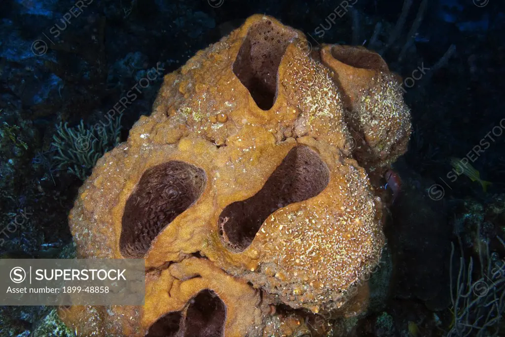 Touch-me-not sponge (Neofibularia nolitangere). Curacao, Netherlands Antilles.