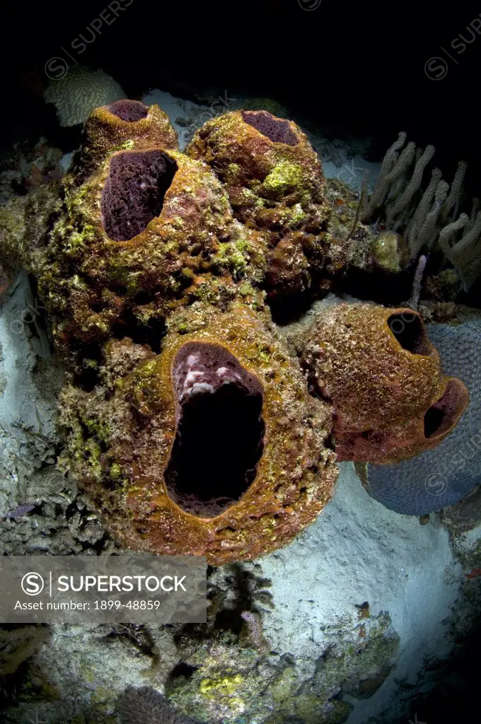 Touch-me-not-sponge (Neofibularia nolitangere). Curacao, Netherlands Antilles.