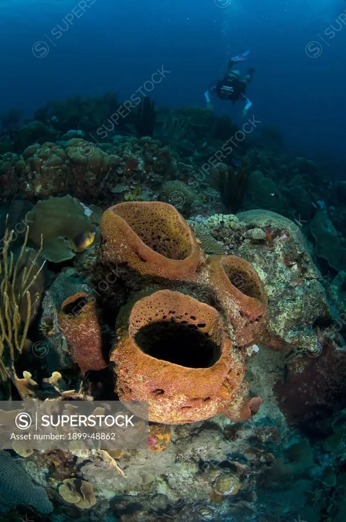 Touch-me-not sponge (Neofibularia nolitangere). Curacao, Netherlands Antilles.