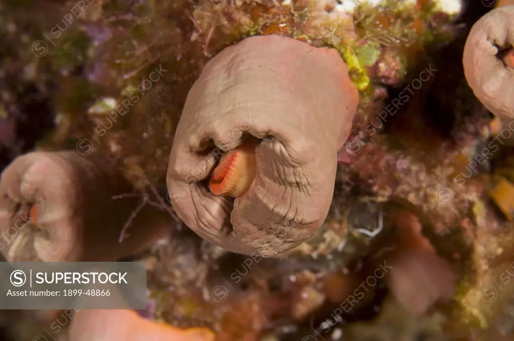Orange cup coral (Tubastraea coccinea) with a closed polyp. Curacao, Netherlands Antilles.