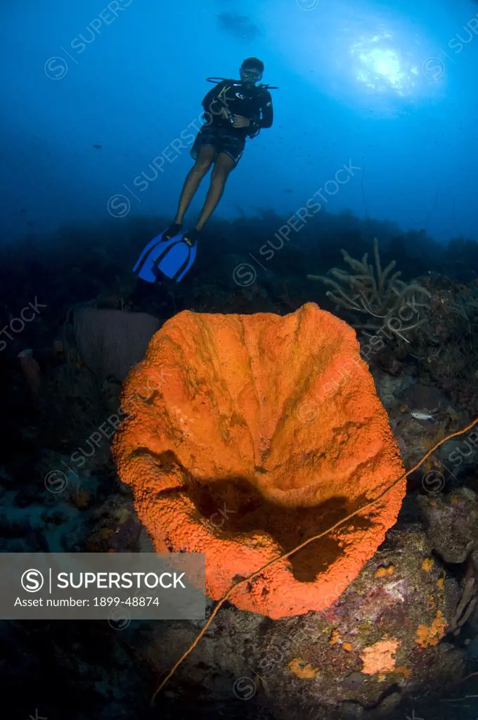 Diver overlooking orange elephant ear sponge (Agelas clathrodes). Curacao, Netherlands Antilles.