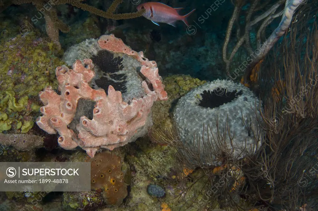 Black ball sponge (Ircinia strobilina) with with lumpy overgrowing sponge (Holopsamma helwigi) surrounding it. Curacao, Netherlands Antilles.