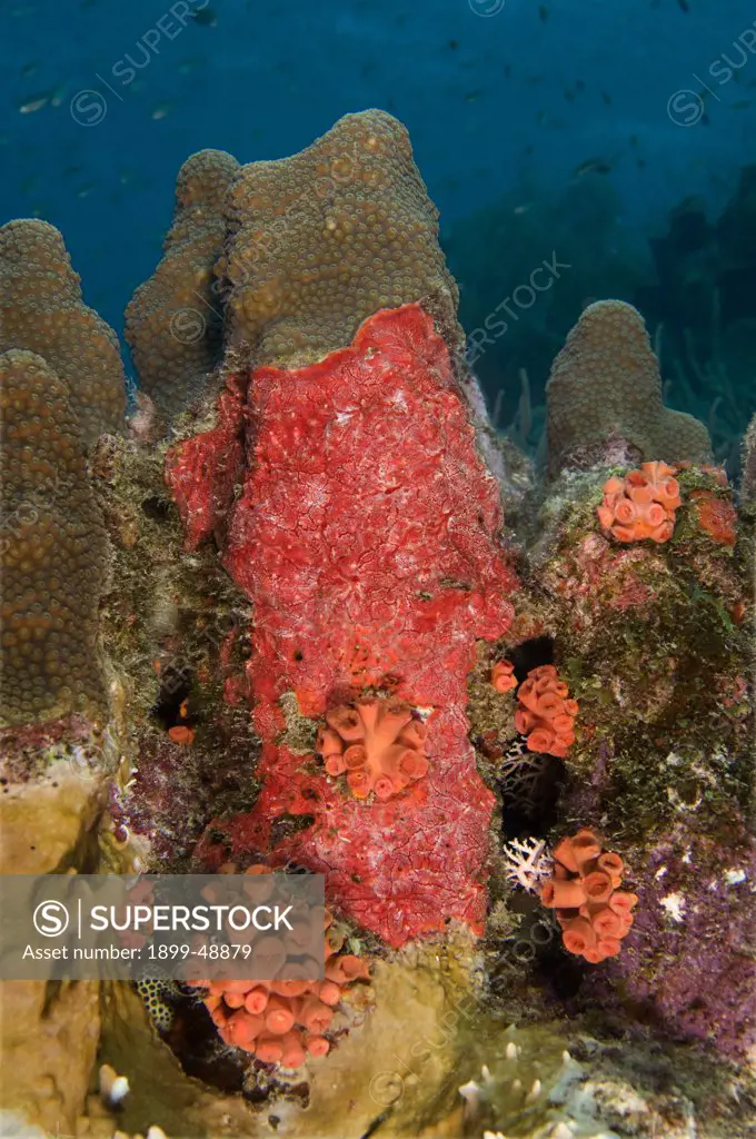 Red encrusting sponge (Monanchora barbadensis) with scattered (closed) Orange cup corals (Tubastraea coccinea) and a hidden juvenile spotted trunkfish. Curacao, Netherlands Antilles.
