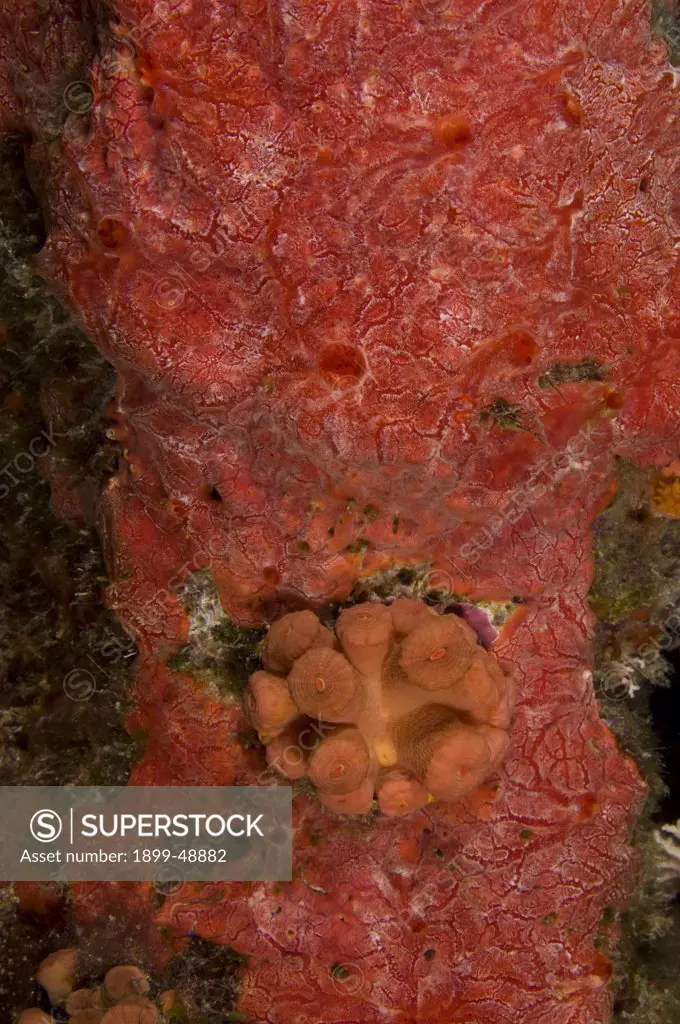 Red encrusting sponge (Monanchora barbadensis) with orange cup coral (Tubastraea coccinea). Curacao, Netherlands Antilles.