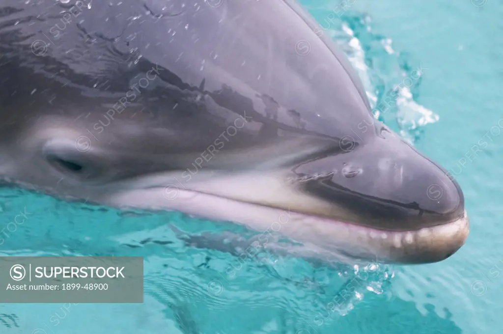 Close-up of baby Atlantic bottlenose dolphin (Tursiops truncatus) showing hairs on rostrum.
