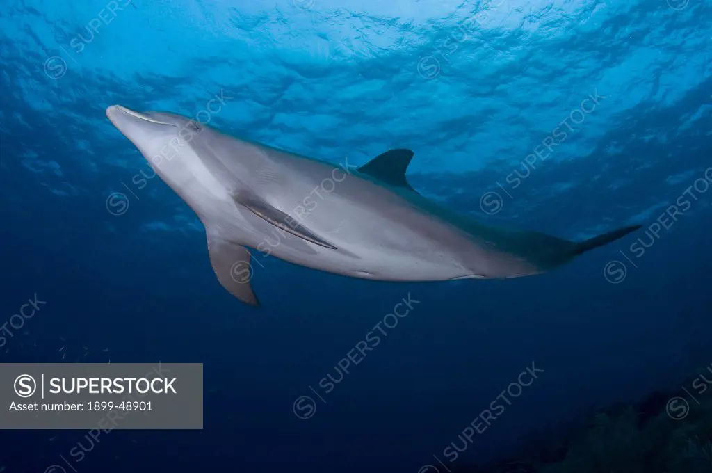 Atlantic bottlenose dolphin (Tursiops truncatus). Curacao, Netherlands Antilles.