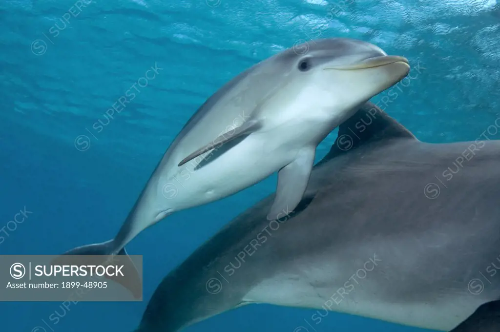 Baby Atlantic bottlenose dolphin (Tursiops truncatus). Curacao, Netherlands Antilles.