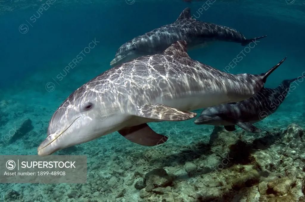Baby Atlantic bottlenose dolphin (Tursiops truncatus) with mother. Curacao, Netherlands Antilles.
