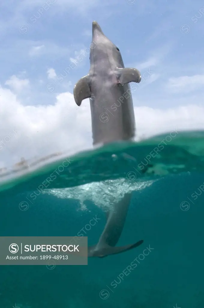 Bottlenose dolphin (Tursiops truncatus) doing a tail-walk. Curacao, Netherlands Antilles.