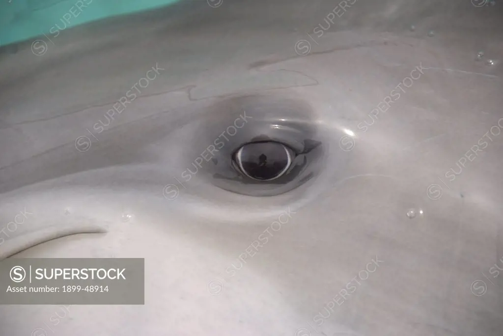 Close-up of bottlenose dolphin eye (Tursiops truncatus). Curacao, Netherlands Antilles.