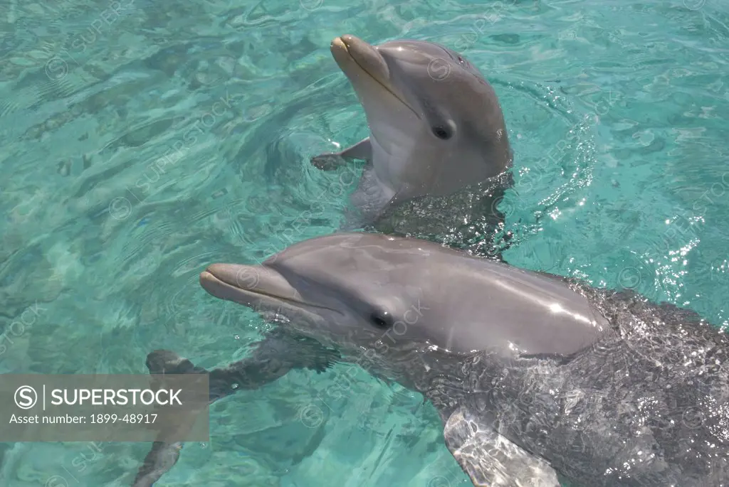 Baby Atlantic bottlenose dolphin (Tursiops truncatus) with mother. Curacao, Netherlands Antilles.