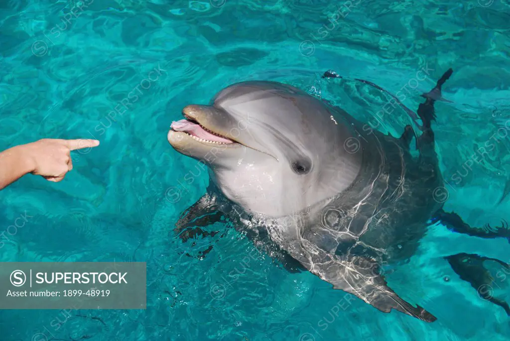 Atlantic bottlenose dolphin (Tursiops truncatus) sticking its tongue out. Curacao, Netherlands Antilles.