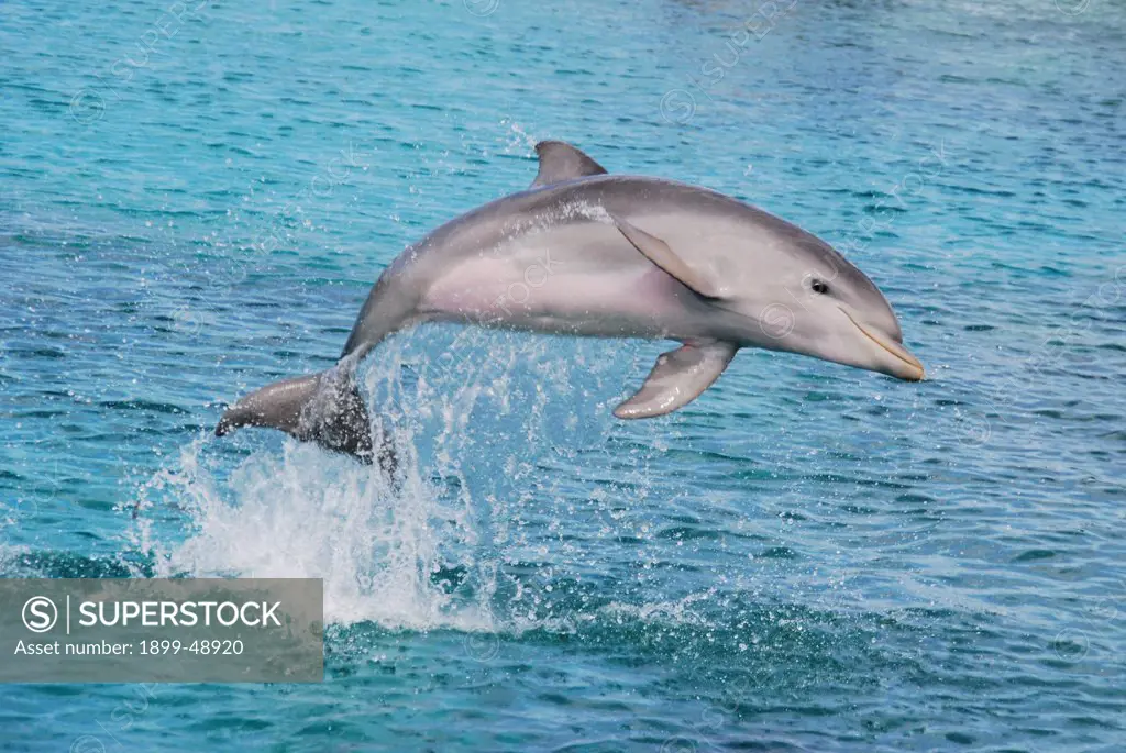 Baby Atlantic bottlenose dolphin jumping (Tursiops truncatus). Curacao, Netherlands Antilles.