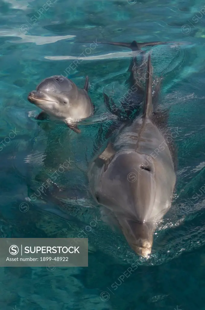 Newborn baby Atlantic bottlenose dolphin (Tursiops truncatus) and mother. Curacao, Netherlands Antilles.