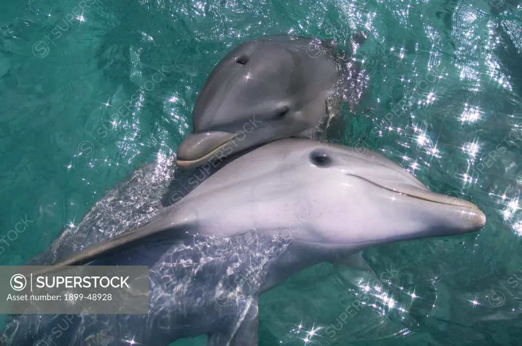 Baby Atlantic bottlenose dolphin (Tursiops truncatus) and mother. Curacao, Netherlands Antilles.