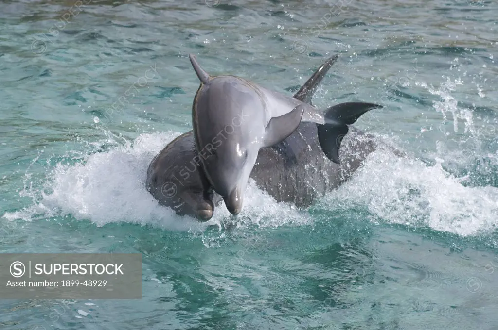 Atlantic bottlenose dolphin (Tursiops truncatus) baby and mother playing. Curacao, Netherlands Antilles. Photo 1 of 4.
