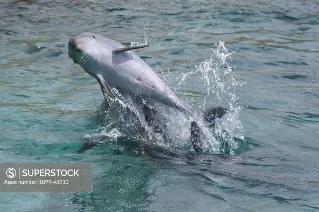 Baby Atlantic bottlenose dolphin (Tursiops truncatus) and mother playing. Curacao, Netherlands Antilles. Photo 2 of 4.