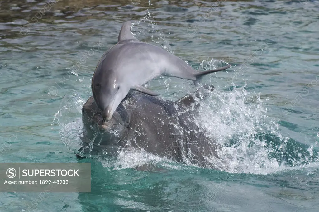 Baby Atlantic bottlenose dolphin (Tursiops truncatus) and mother playing. Curacao, Netherlands Antilles. Photo 4 of 4.