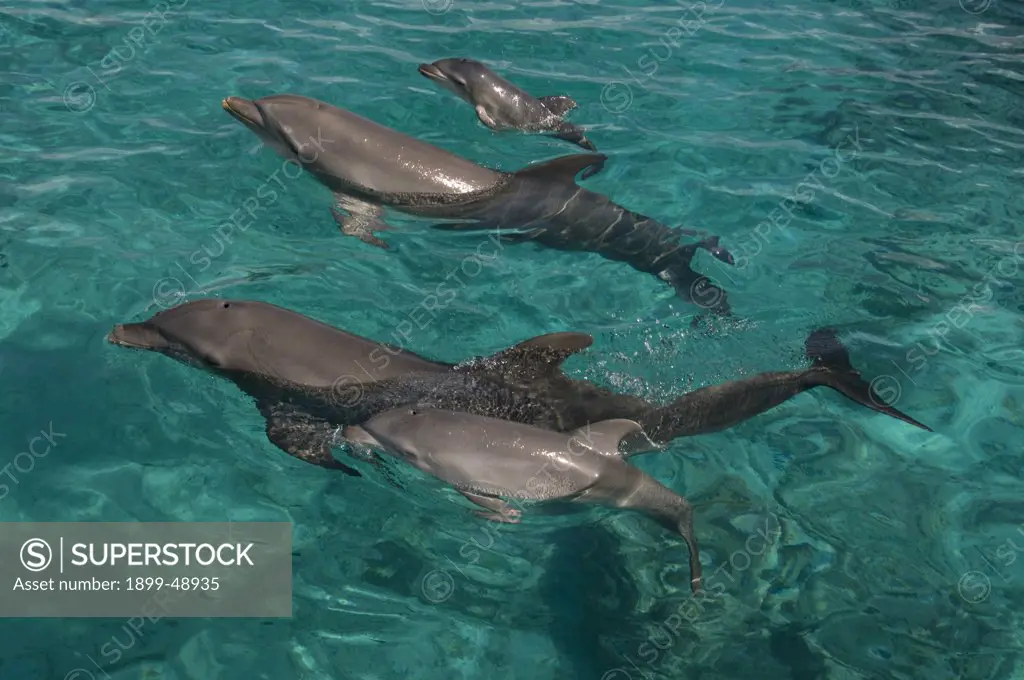 Two baby Atlantic bottlenose dolphins (Tursiops truncatus) and their mothers. Curacao, Netherlands Antilles.