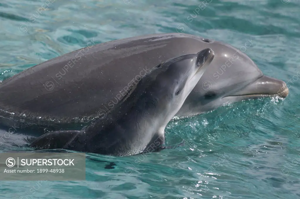 Newborn Atlantic bottlenose dolphin (Tursiops truncatus) and mother. Curacao, Netherlands Antilles.