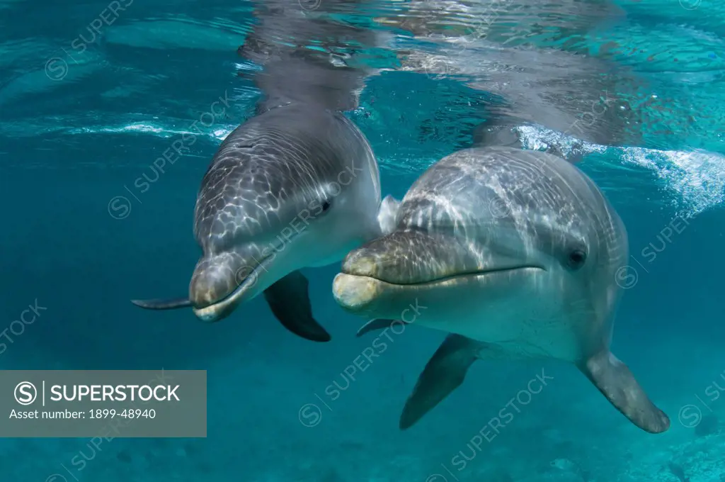 Baby Atlantic bottlenose dolphin (Tursiops truncatus) and mother. Curacao, Netherlands Antilles.