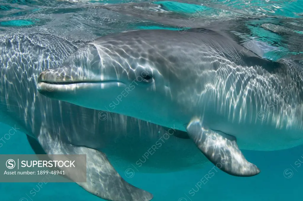 Baby Atlantic bottlenose dolphin (Tursiops truncatus). Curacao, Netherlands Antilles.