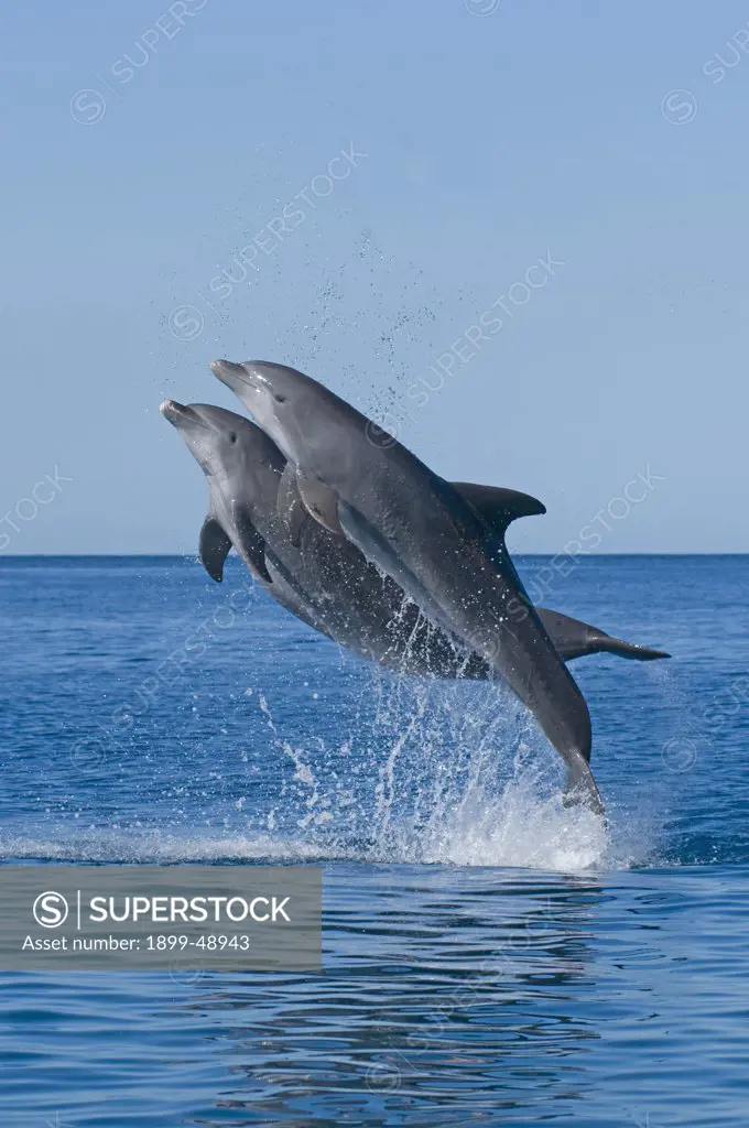 Jumping Atlantic bottlenose dolphins (Tursiops truncatus). Curacao, Netherlands Antilles.