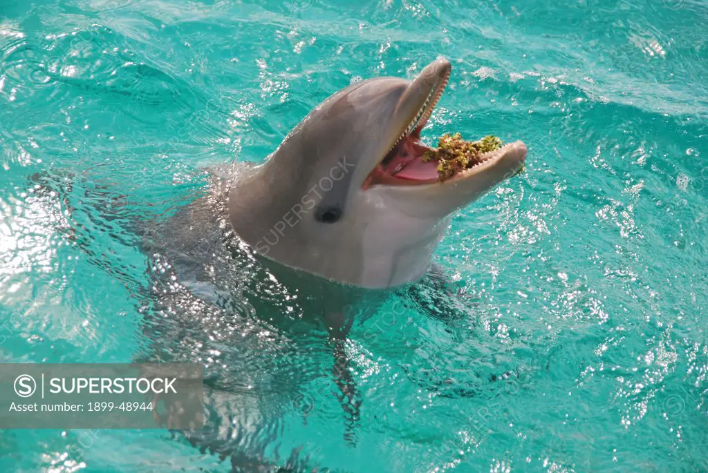 Baby Atlantic bottlenose dolphin (Tursiops truncatus) playing with sargassum seaweed. Curacao, Netherlands Antilles.