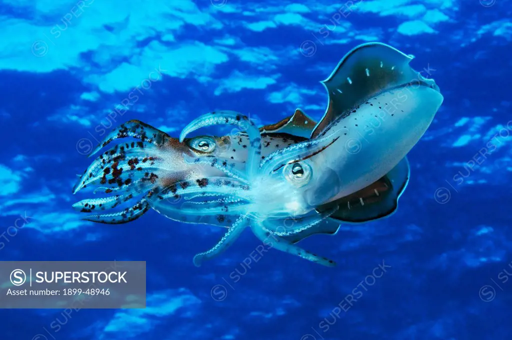 Mating Caribbean reef squid (Sepioteuthis sepioidea). Curacao, Netherlands Antilles.