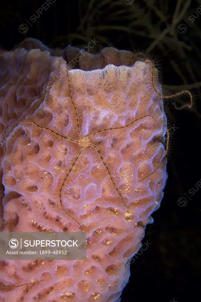 Sponge brittle stars (Ophiothrix suensonii)on azure vase sponge (Callyspongia plicifera). Curacao, Netherlands Antilles.