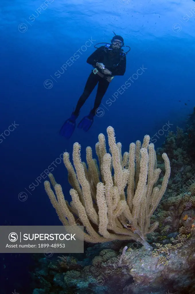 Diver and sea rod (suborder: Holazonia). Curacao, Netherlands Antilles.