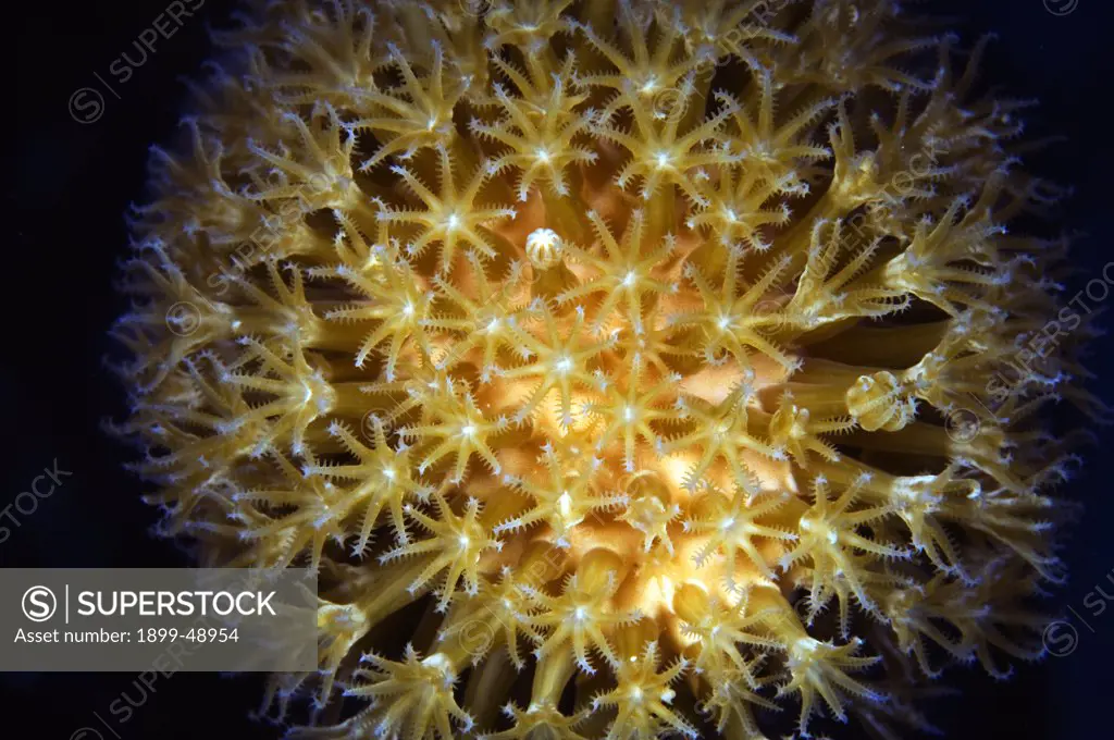 Gorgonian close-up (species: Holazonia). Curacao, Netherlands Antilles.