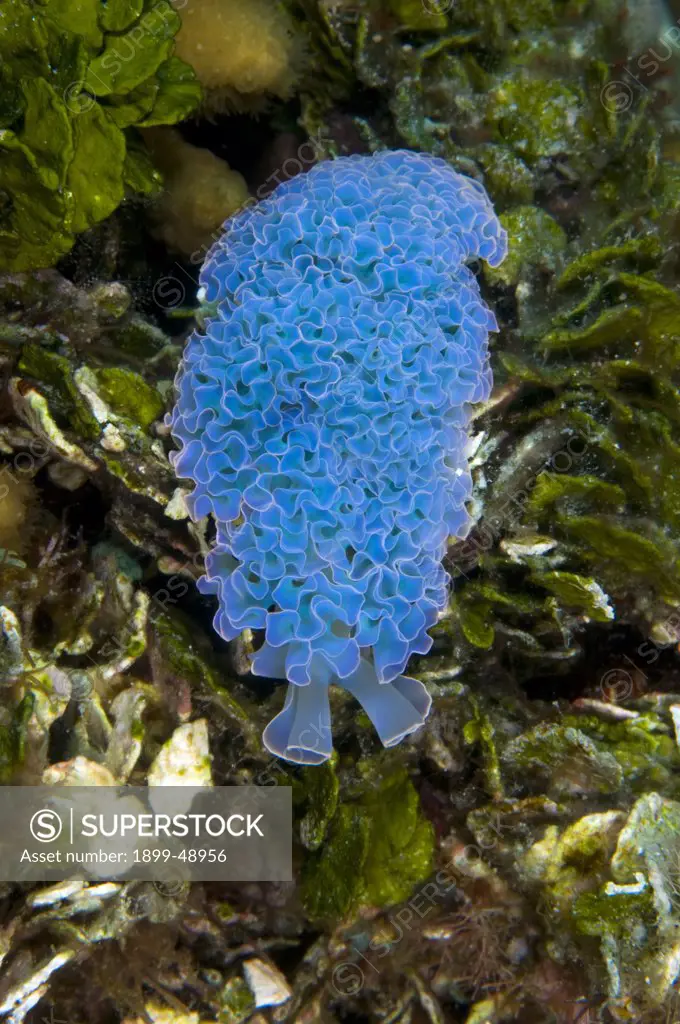 Portrait of a blue lettuce sea slug (Elysia crispata ). Curacao, Netherlands Antilles.