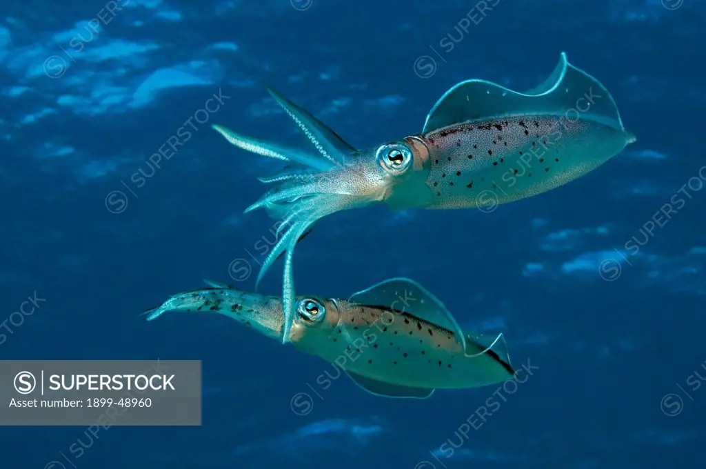 A pari of Caribbean reef squid (Sepioteuthis sepioidea). Curacao, Netherlands Antilles.