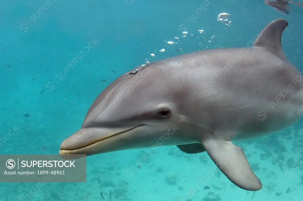 Bottlenose dolphin (Tursiops truncatus) underwater blowing bubbles. Curacao, Netherlands Antilles.