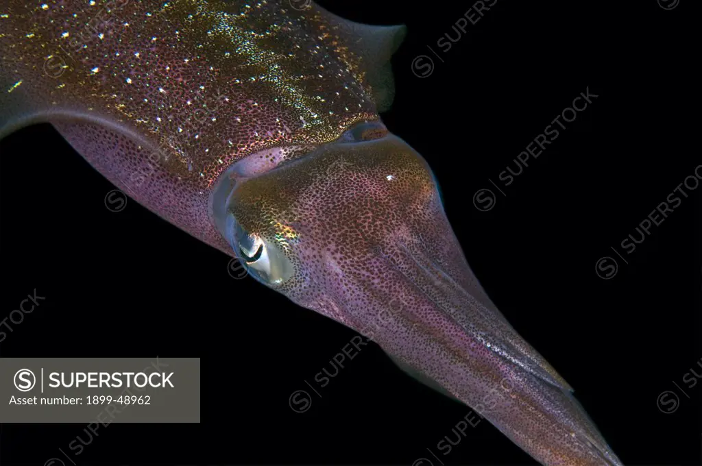 Close up of Caribbean reef squid (Sepioteuthis sepioidea). Curacao, Netherlands Antilles.