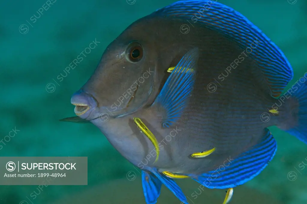 Blue tang (Acanthurus coeruleus) at a fish cleaning station. Curacao, Netherlands Antilles.