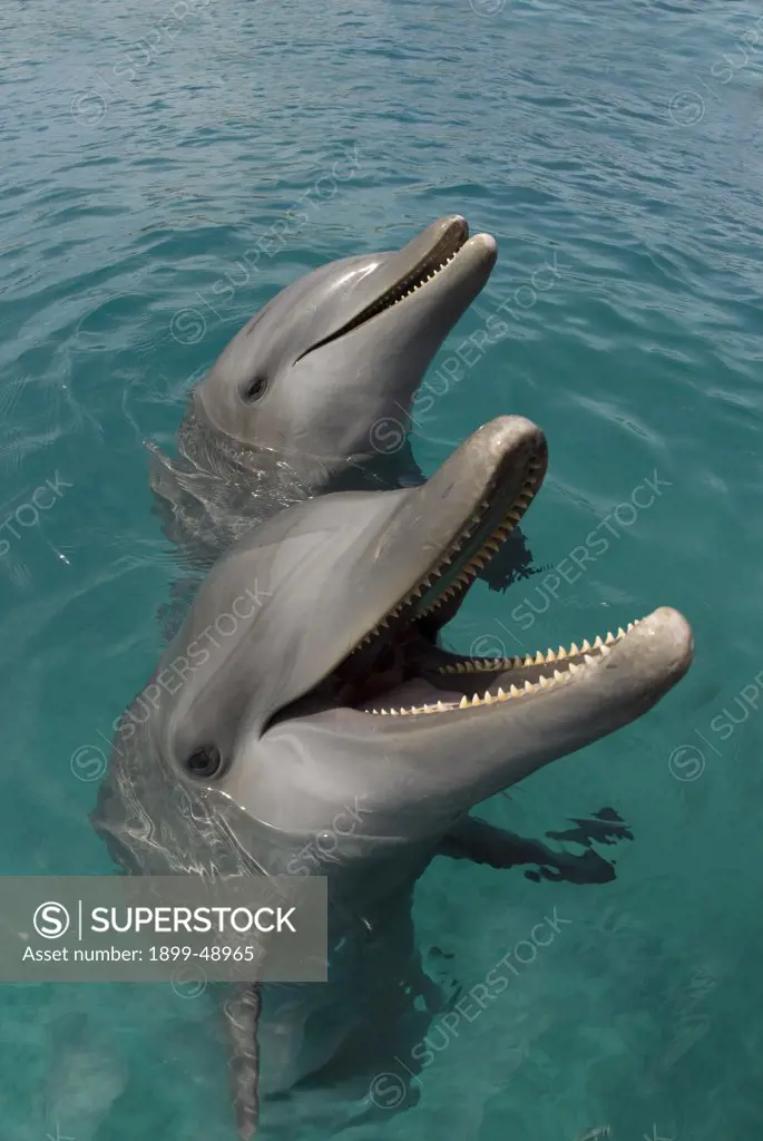 Portrait of two Atlantic bottlenose dolphins (Tursiops truncatus). Curacao, Netherlands Antilles.