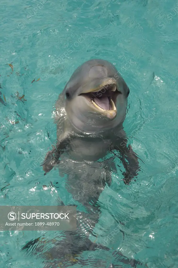Portrait of a baby Atlantic bottlenose dolphin (Tursiops truncatus). Curacao, Netherlands Antilles.