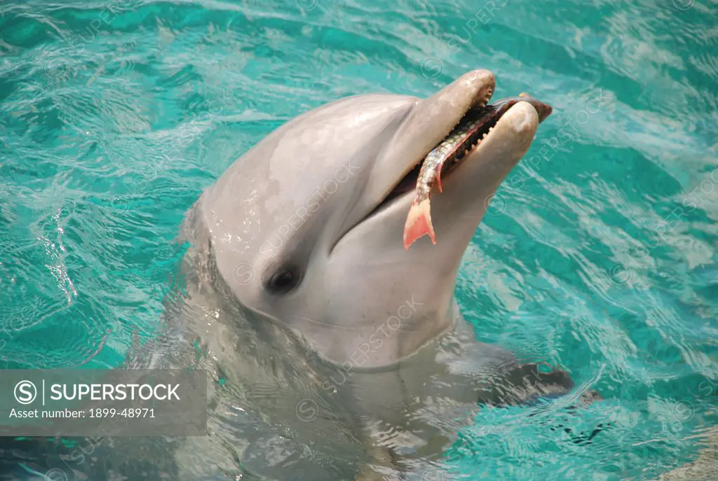 Bottlenose dolphin (Tursiops truncatus) with a live, freshly caught parrotfish in her mouth. Curacao, Netherlands Antilles.