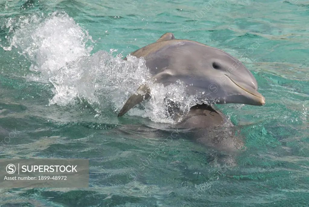 Baby Atlantic bottlenose dolphin (Tursiops truncatus) playing with her mother. Curacao, Netherlands Antilles.